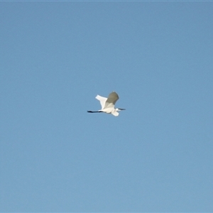 Ardea alba at Menindee, NSW - 24 Apr 2025 04:03 PM
