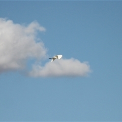 Ardea alba at Menindee, NSW - 24 Apr 2025 04:03 PM