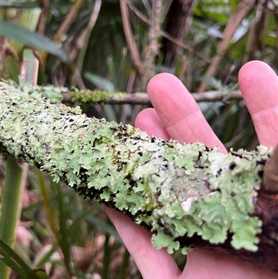 Unverified Lichen, Moss or other Bryophyte by JenniferS