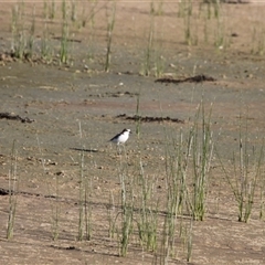 Anarhynchus ruficapillus at Menindee, NSW - 24 Apr 2025 04:05 PM