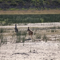Osphranter rufus at Menindee, NSW - 24 Apr 2025 04:13 PM