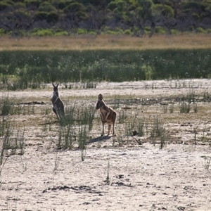 Osphranter rufus at Menindee, NSW - 24 Apr 2025 04:13 PM