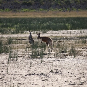 Osphranter rufus at Menindee, NSW - 24 Apr 2025 04:13 PM