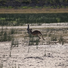 Osphranter rufus at Menindee, NSW - 24 Apr 2025 04:13 PM