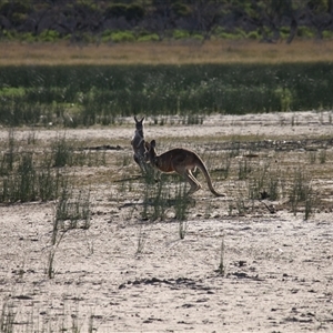 Osphranter rufus at Menindee, NSW - 24 Apr 2025 04:13 PM