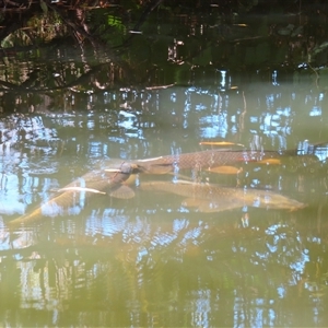 Cyprinus carpio at Pialligo, ACT - 21 Apr 2025 12:04 PM