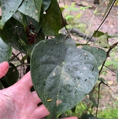 Unverified at suppressed - suppressed