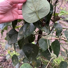 Unverified at suppressed - suppressed