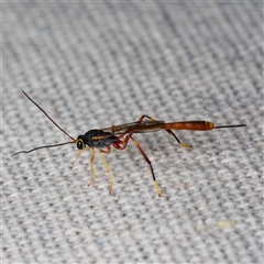 Unverified Parasitic wasp (numerous families) by DPRees125