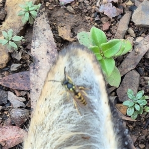 Vespula (Genus) at Kambah, ACT - 27 Apr 2025 10:57 AM