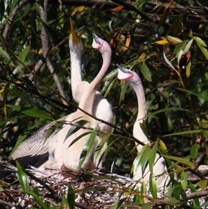 Anhinga novaehollandiae at Fyshwick, ACT - 25 Apr 2025 11:27 AM
