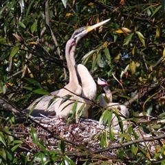 Anhinga novaehollandiae at Fyshwick, ACT - 25 Apr 2025 11:27 AM
