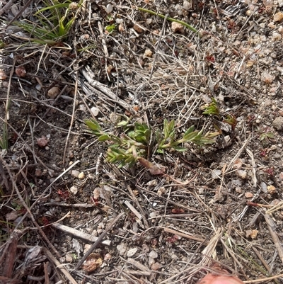 Gonocarpus tetragynus (Common Raspwort) at Rendezvous Creek, ACT - 11 Sep 2024 by JamesVandersteen