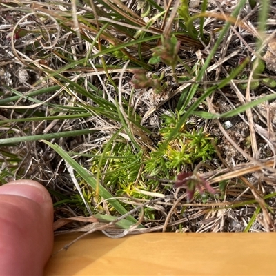 Scleranthus diander (Many-flowered Knawel) at Rendezvous Creek, ACT - 11 Sep 2024 by JamesVandersteen