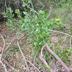 Chrysanthemoides monilifera (Bitou Bush, Boneseed) at Dalmeny, NSW - 27 Apr 2025 by LyndalT
