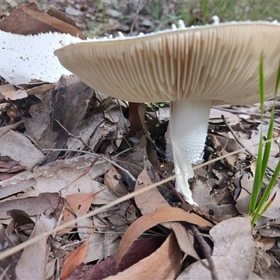 Macrolepiota sp. at Kianga, NSW - 27 Apr 2025 by LyndalT