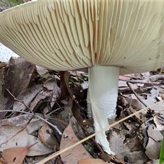 Amanita sp. at Kianga, NSW - 27 Apr 2025 11:49 AM