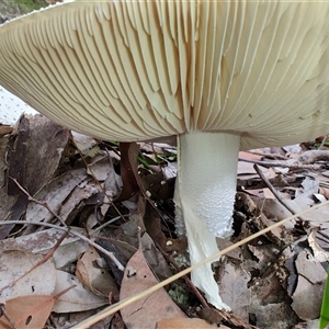 Amanita sp. at Kianga, NSW - 27 Apr 2025 11:49 AM