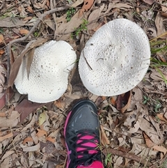 Amanita sp. at Kianga, NSW - 27 Apr 2025 11:49 AM