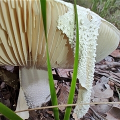 Amanita sp. at Kianga, NSW - 27 Apr 2025 11:49 AM