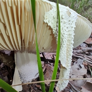 Amanita sp. at Kianga, NSW - 27 Apr 2025 11:49 AM