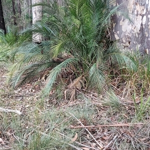 Macrozamia communis at Dalmeny, NSW - suppressed
