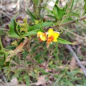 Podolobium ilicifolium at Dalmeny, NSW - 27 Apr 2025 11:33 AM