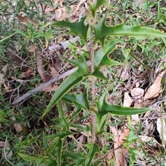 Podolobium ilicifolium at Dalmeny, NSW - 27 Apr 2025 11:33 AM