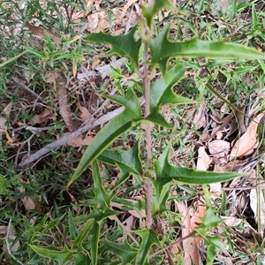 Podolobium ilicifolium at Dalmeny, NSW - 27 Apr 2025 11:33 AM