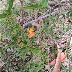 Podolobium ilicifolium at Dalmeny, NSW - 27 Apr 2025 11:33 AM