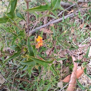 Podolobium ilicifolium at Dalmeny, NSW - 27 Apr 2025 11:33 AM