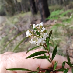 Platysace lanceolata at Dalmeny, NSW - 27 Apr 2025 11:33 AM