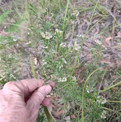 Platysace lanceolata at Dalmeny, NSW - 27 Apr 2025 11:33 AM
