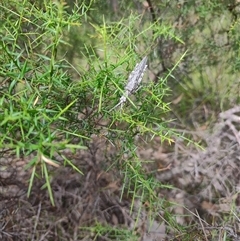 Coryphistes ruricola at Dalmeny, NSW - 27 Apr 2025 11:31 AM
