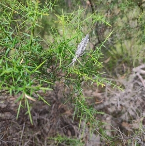 Coryphistes ruricola at Dalmeny, NSW - 27 Apr 2025 11:31 AM
