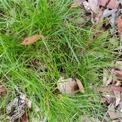 Lomandra (genus) at Dalmeny, NSW - 27 Apr 2025 11:23 AM