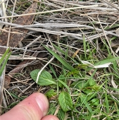 Salvia verbenaca var. verbenaca at Rendezvous Creek, ACT - 11 Sep 2024 by JamesVandersteen