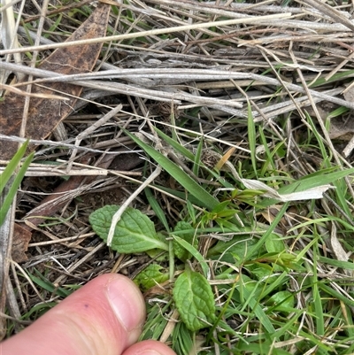Salvia verbenaca var. verbenaca at Rendezvous Creek, ACT - 11 Sep 2024 by JamesVandersteen