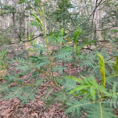 Acacia irrorata (Green Wattle) at Dalmeny, NSW - 27 Apr 2025 by LyndalT