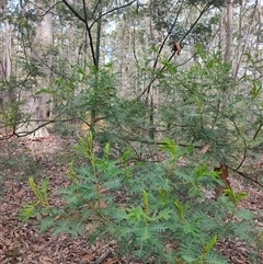 Acacia irrorata at Dalmeny, NSW - 27 Apr 2025 11:22 AM