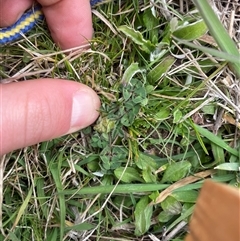 Trifolium subterraneum (Subterranean Clover) at Rendezvous Creek, ACT - 11 Sep 2024 by JamesVandersteen