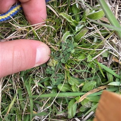 Trifolium subterraneum (Subterranean Clover) at Rendezvous Creek, ACT - 11 Sep 2024 by JamesVandersteen
