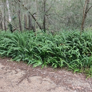 Nephrolepis cordifolia at Dalmeny, NSW - 27 Apr 2025 12:32 PM
