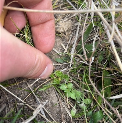 Lysimachia arvensis (Scarlet Pimpernel) at Rendezvous Creek, ACT - 11 Sep 2024 by JamesVandersteen