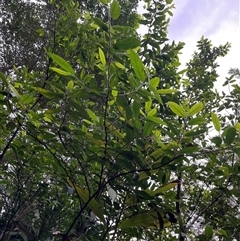 Ficus fraseri by JenniferS