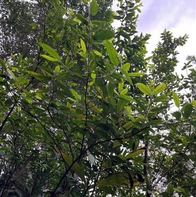 Ficus fraseri by JenniferS