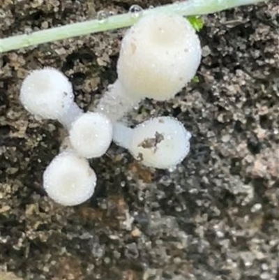 zz – ascomycetes - apothecial at Pretty Beach, NSW - 21 Apr 2025 by Clarel