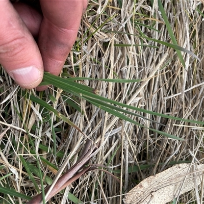 Themeda triandra (Kangaroo Grass) at Rendezvous Creek, ACT - 11 Sep 2024 by JamesVandersteen