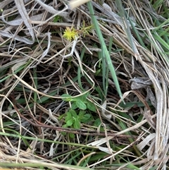 Hypericum sp. at Rendezvous Creek, ACT - 11 Sep 2024 by JamesVandersteen