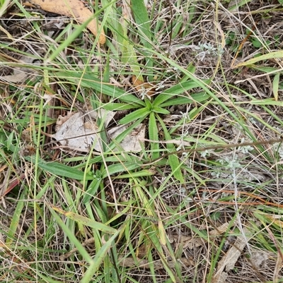 Plantago lanceolata (Ribwort Plantain, Lamb's Tongues) at Kingston, ACT - 27 Apr 2025 by jpittock